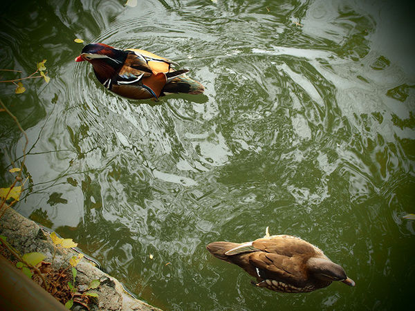 奥林巴斯e-pl8可以自拍吗,奥林巴斯epl8拍的照片