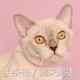 可爱的猫咪视频小奶猫,猫咪大全及名字