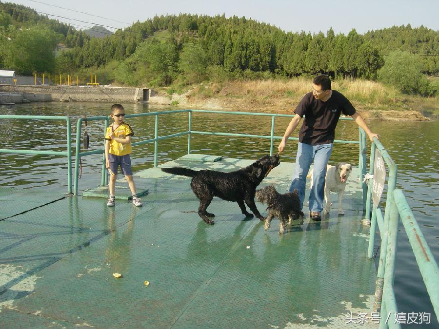 大狗黑色黄色,大狗黑灰色