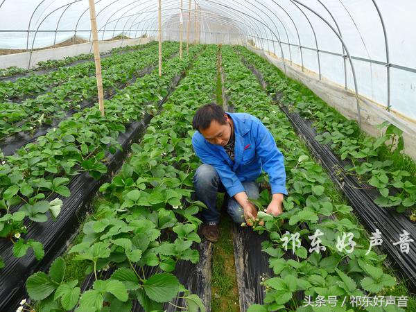 草莓哥商丘,草莓哥精品水果