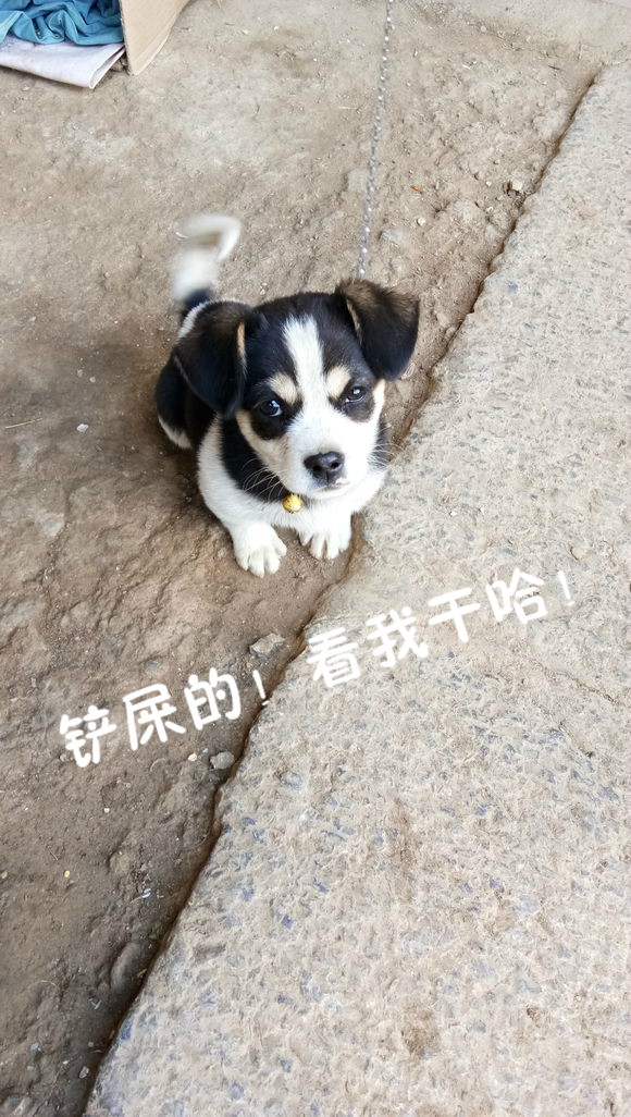 网友花1000块钱买二哈问纯不纯,在网上买二哈刚到家