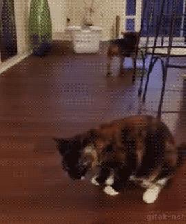 看见这根香蕉了吗？你再看老子一眼你试试