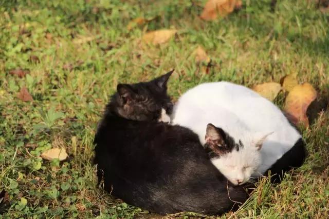 成都锦城学院大学最大食堂,川大锦城学院7个食堂