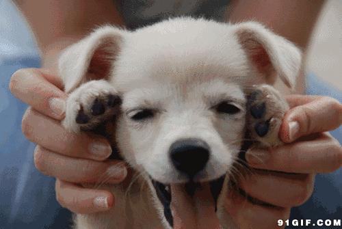 狗狗美丽第一大杀手：泪痕问题全分析！