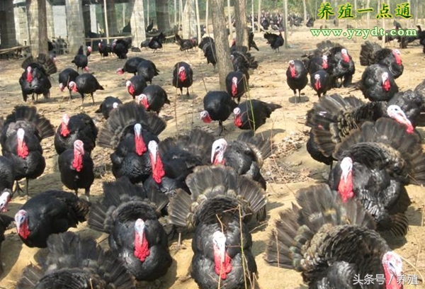 火鸡饲养最适应的温度,贝蒂娜火鸡的饲养方法