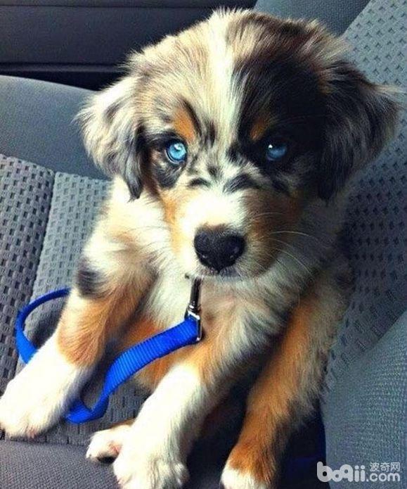 这十种狗的出现刷新了我的认知,6种可爱又好养的狗