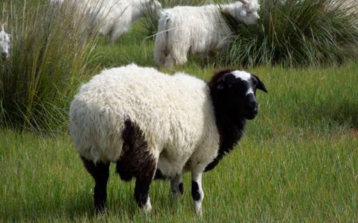 火锅季part2丨不用出门，也能涮着新鲜，吃出温暖