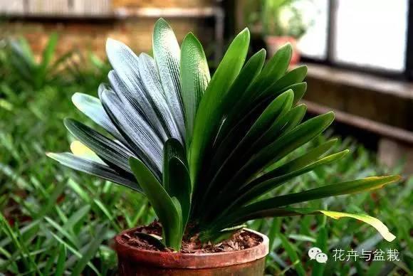 君子兰是年年开花吗,君子兰年年开花