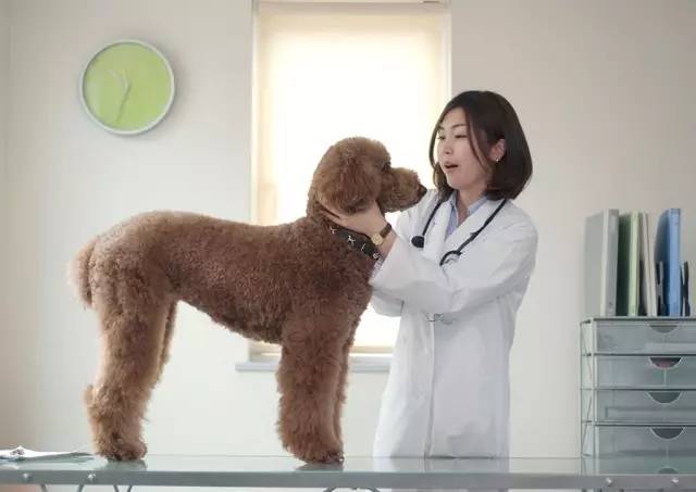 宠物看病哪里便宜又好一点,天津狗看病收费价目表