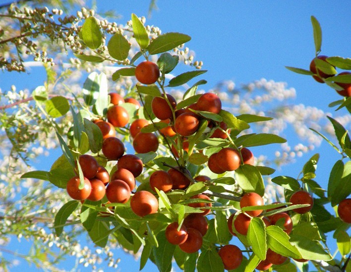 失眠怎么办？失眠克星几味中药材自制酸枣仁汤，轻松搞定失眠问题