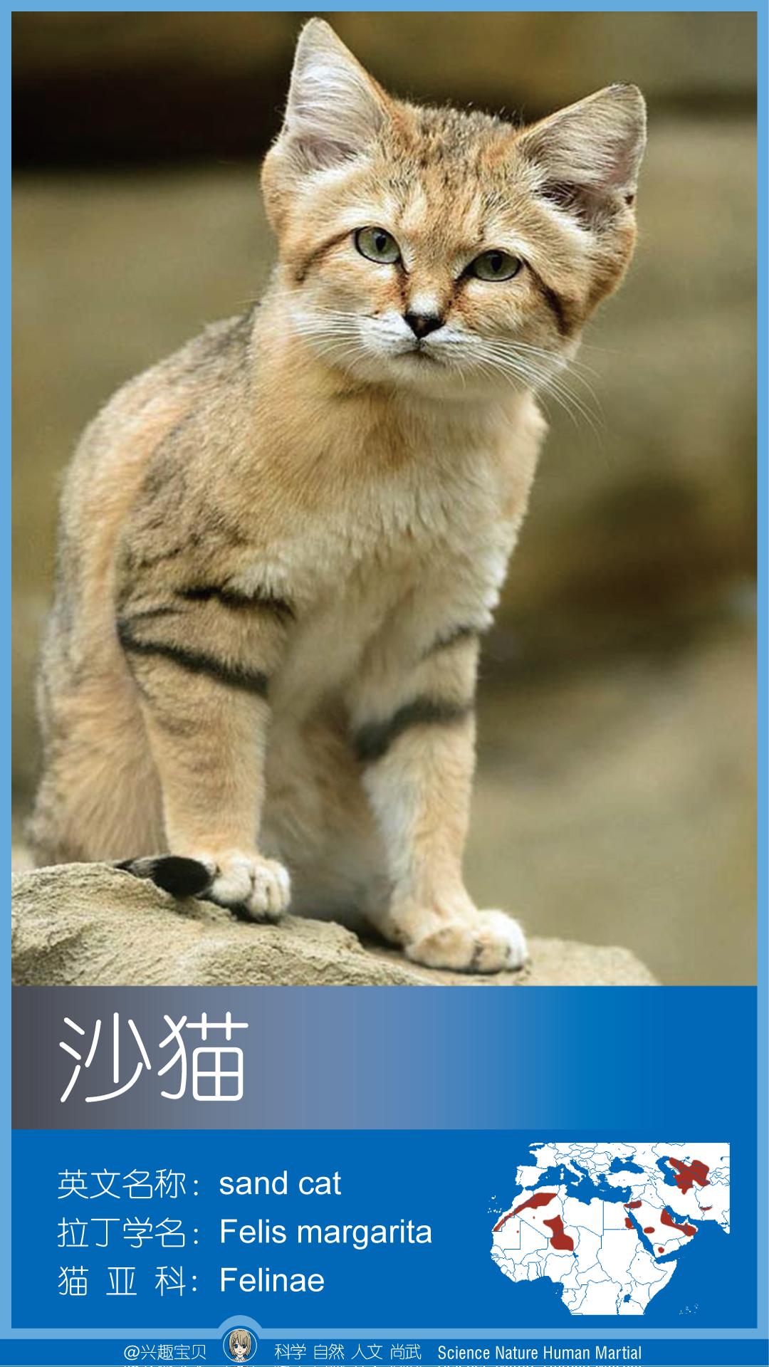 所有36种猫科动物排行,兴趣宝贝21期