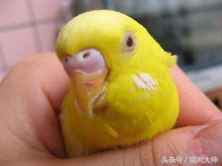 想不想成为杨过？教你怎么驯服虎皮鹦鹉，让你的鹦鹉变雕兄