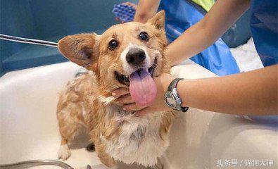 给狗狗洗澡的方法既简单又干净,超全狗狗洗澡流程分享