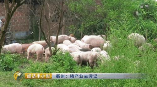 80后养猪致富经,养猪致富案例视频