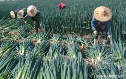 农产品经纪人,在未来农业发展中有着怎样的作用?