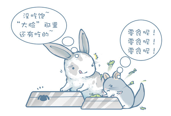 龙猫怎么才能不掉毛,龙猫挑食不吃主粮怎么办