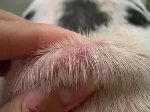 狗狗身上携带狂犬病毒会传染吗,狗狗身上有寄生虫会传染人吗