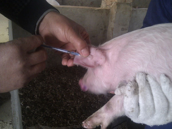 猪口蹄疫的最佳治疗方法,养殖户得了口蹄疫怎么办