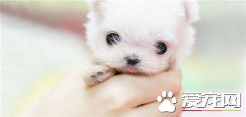 茶杯泰迪幼犬多久断奶,茶杯幼犬多少天可以断奶吃饭了