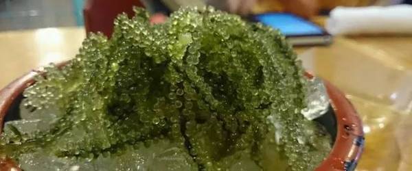 日本有什么特产吃的,日本当地有啥值得购买的