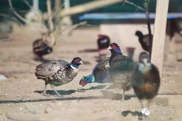 大通贫困村,大通县最穷的三个乡