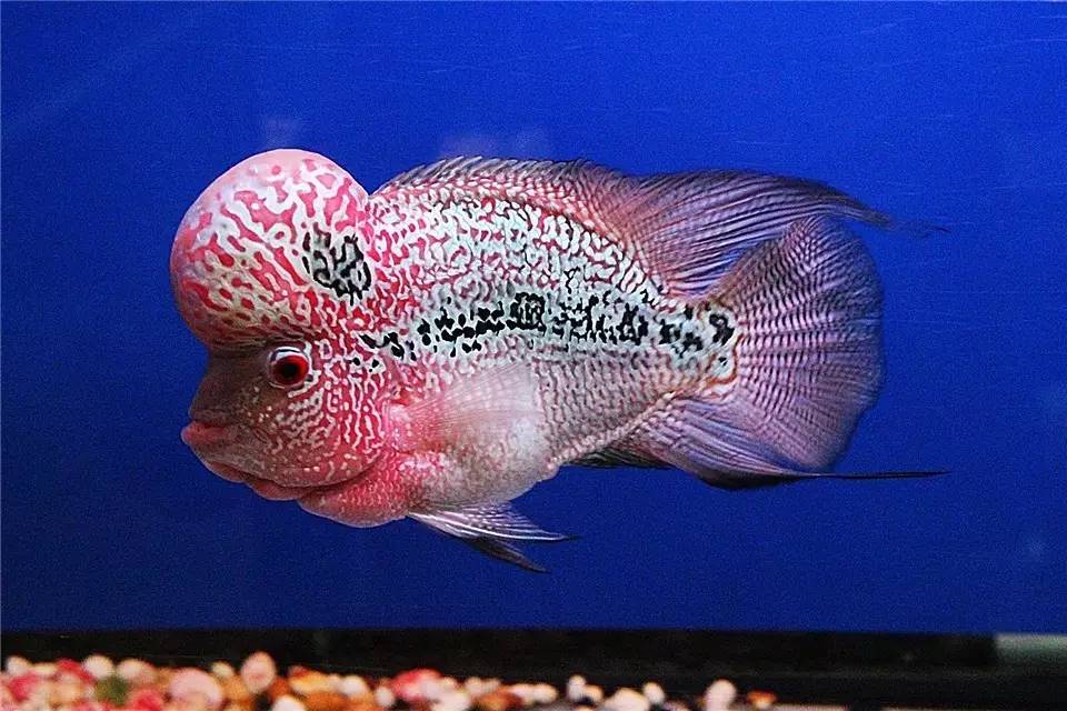 水质管理技巧视频,水质管理的基本方法