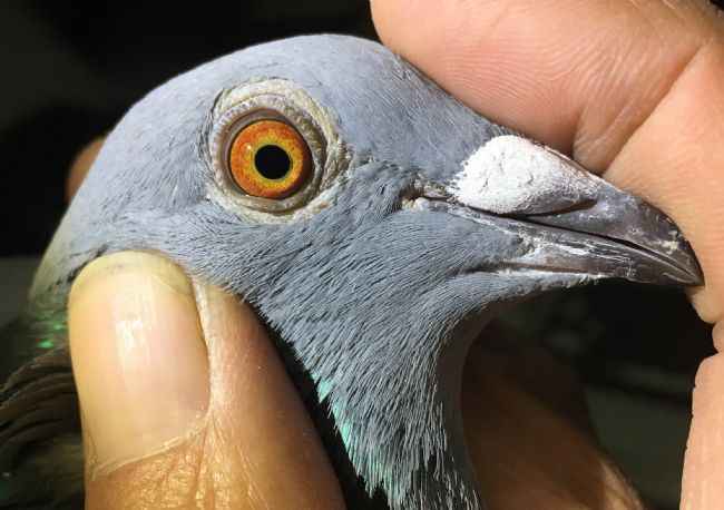 “孤僻鸽”夺南京东方红亚军鸽主表示懵了