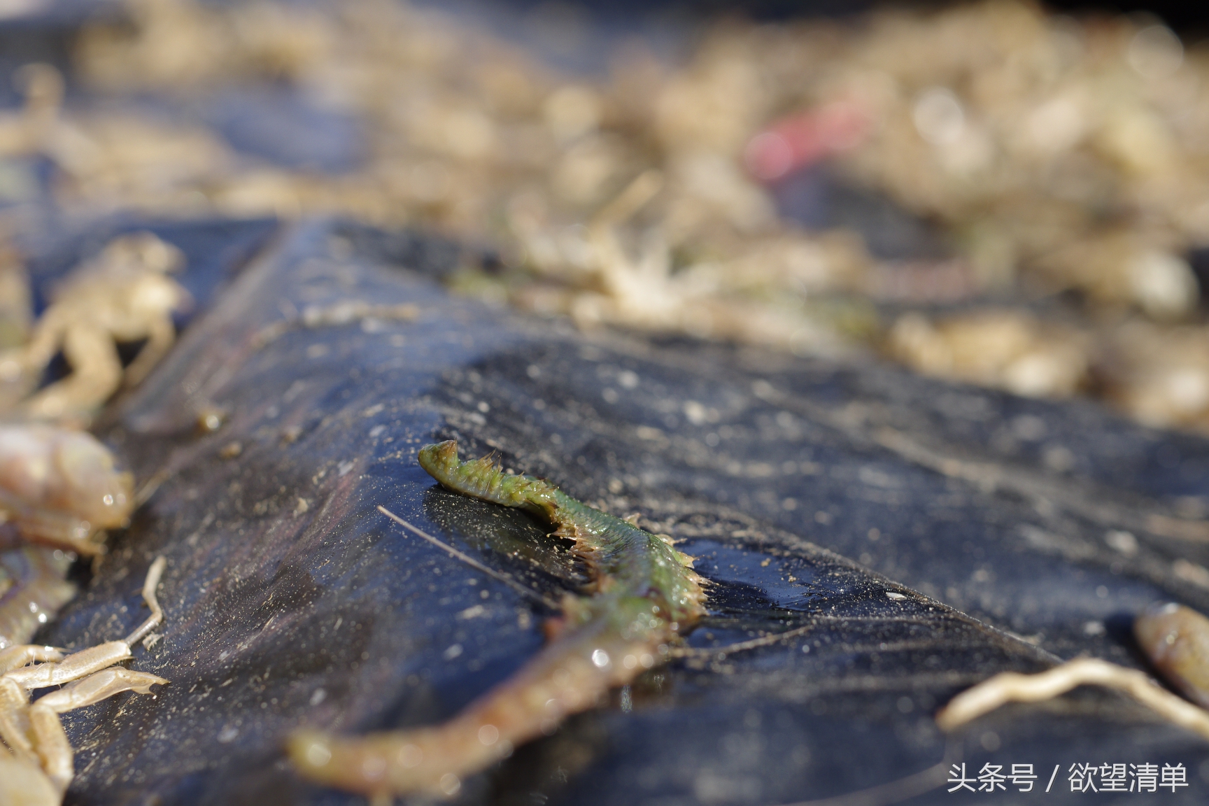 渔民在海中捞出来的奇葩东西,海里捕上来像鼻涕虫一样的东西