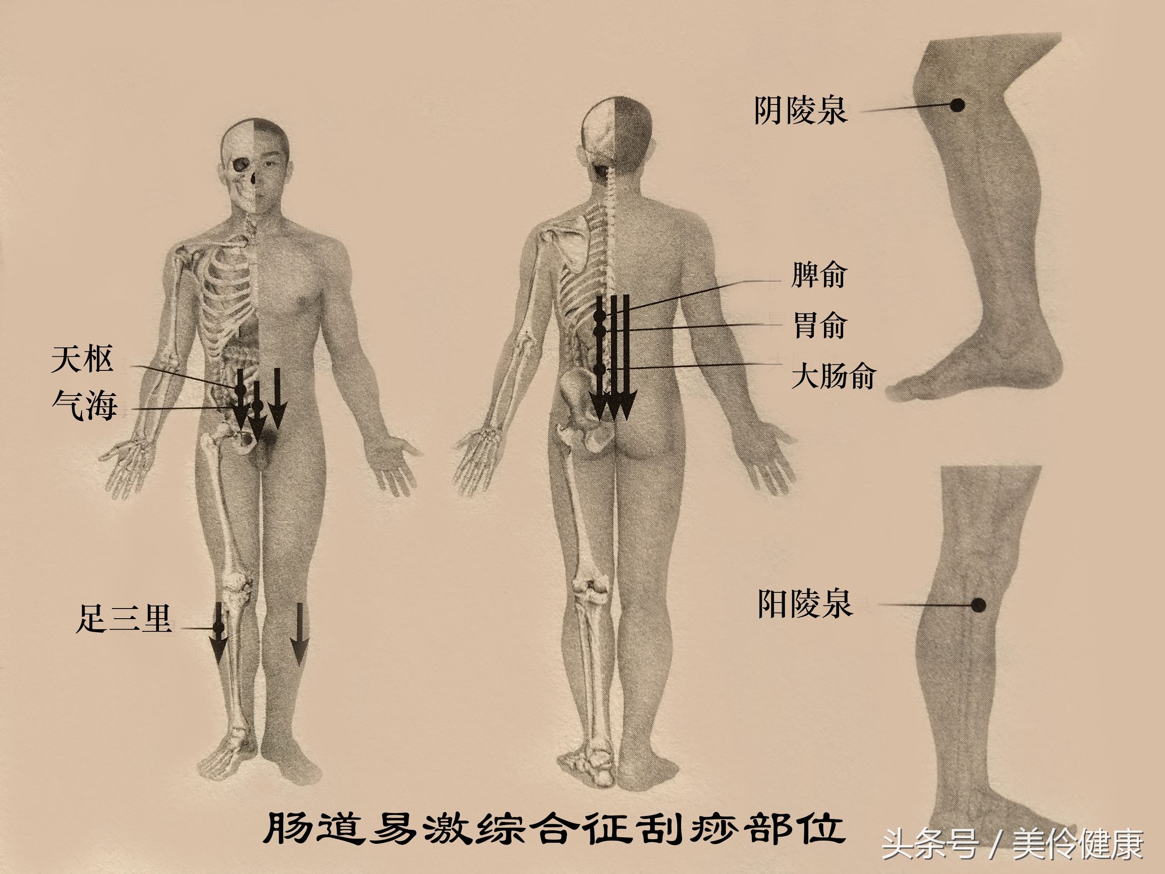 促进肠道蠕动的刮痧方法,便秘中医穴位刮痧治疗
