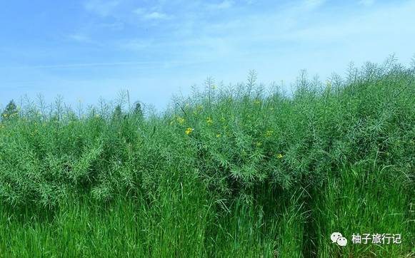樱花旅行记全集视频,樱花季日本14天旅游攻略