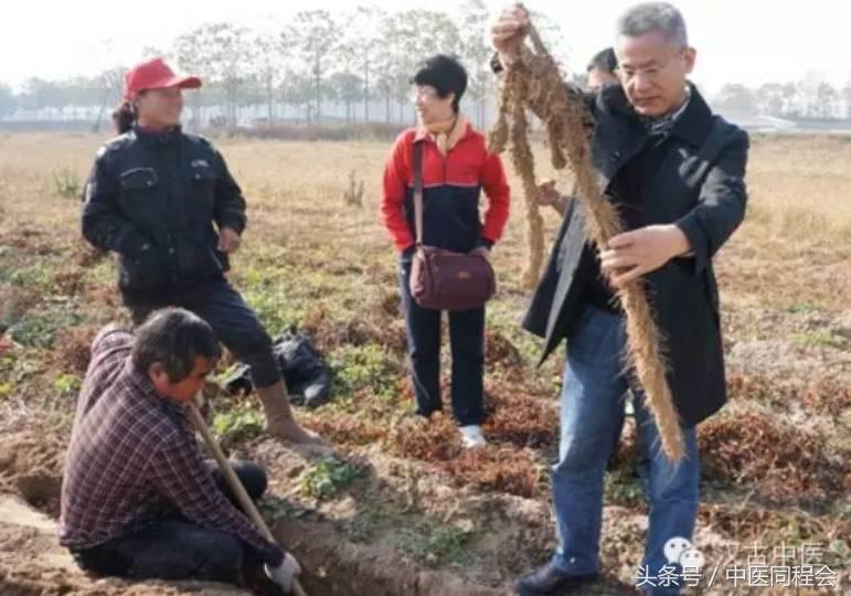 陈长青中医医术高吗,中医陈长青视频