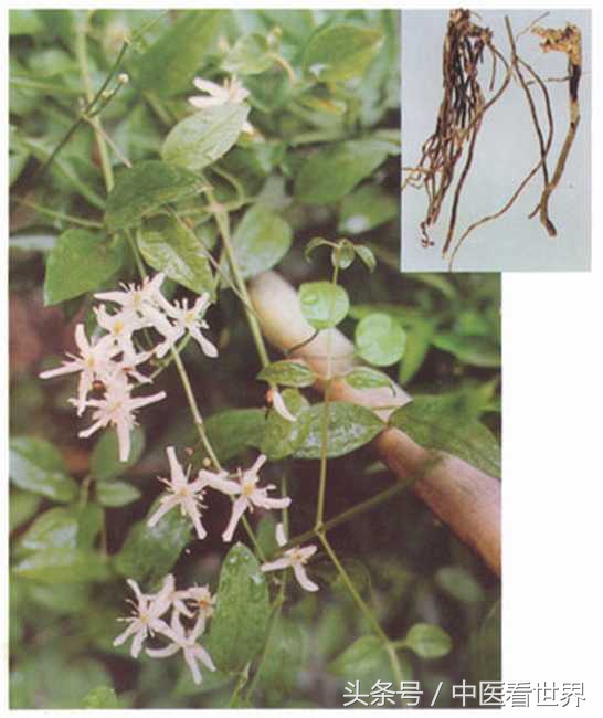 鲤鱼在美国泛滥纪录片,鲤鱼在美国泛滥成灾英语