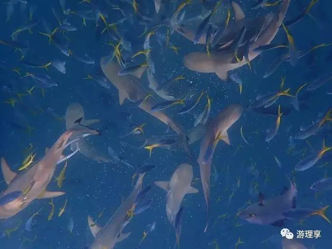 美丽的海岛帕劳风景,帕劳旅游攻略海岛