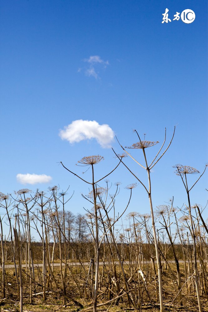 治疗皮肤瘙痒、*麻疹荨**，不可缺少的中药，认识吗？