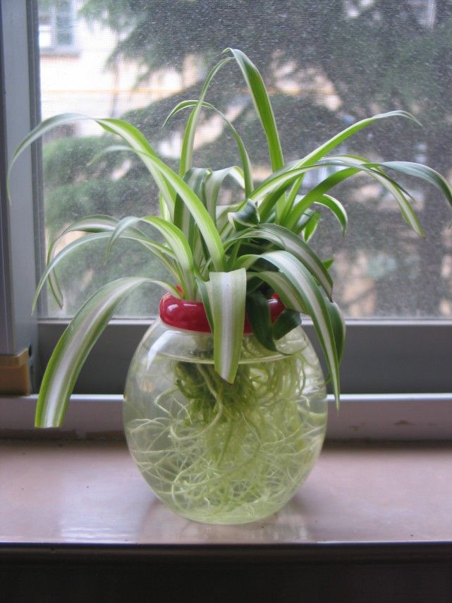 净化空气的吊兰怎么养殖,吊兰绿植水培怎么养好