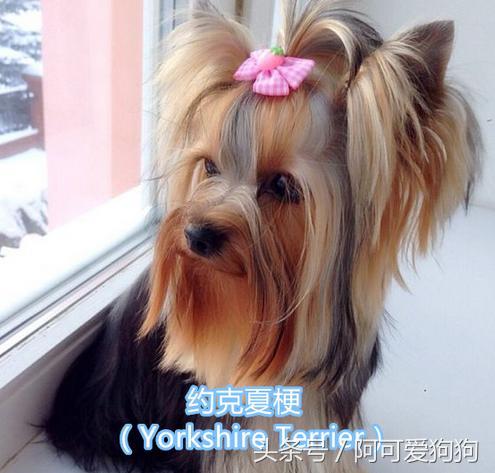 超级好看的大耳狗,短尾立耳狗