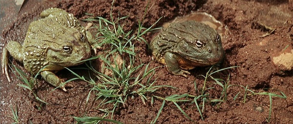 一群人去非洲旅游，既然被土著人*杀虐**，而且还……