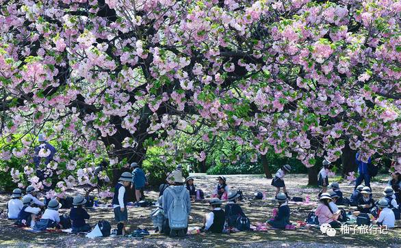 樱花旅行记全集视频,日本樱花7日游攻略大全