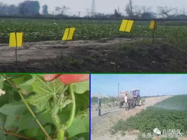 棉蚜治理,棉蚜严重怎么治