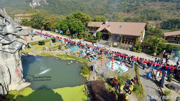 连州菜心拍卖最高价,至尊连州菜心什么价