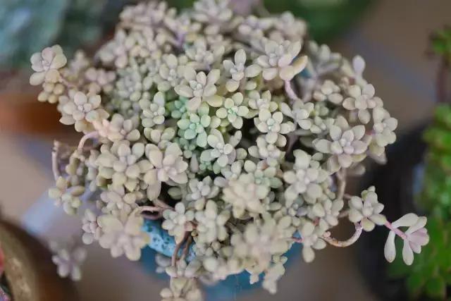 澶氳倝妞嶇墿椁愬惂,妤奸《澶氳倝鑺卞洯椁愬巺