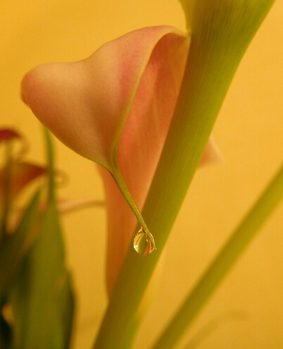 3岁男孩舔了一口，8小时才抢救回来，这东西家家都有！