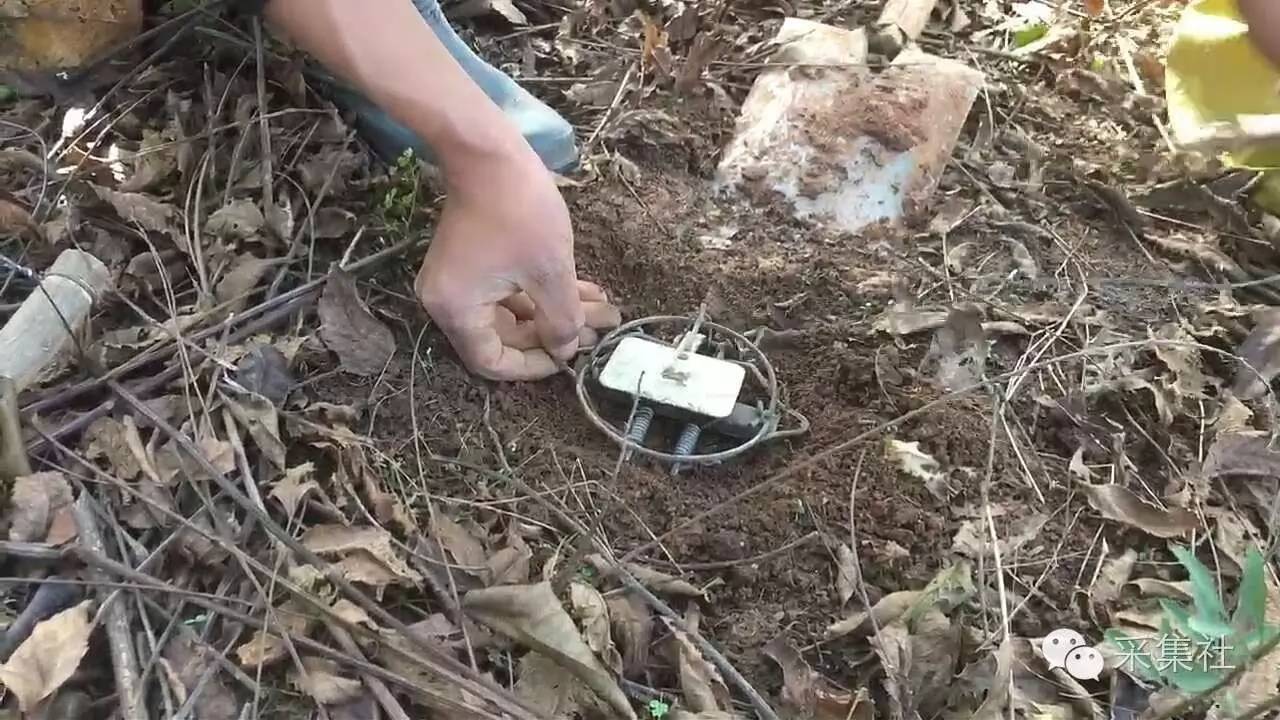 如何在野外布置老虎夹，想要捕到腊物，里面的学问多着呢