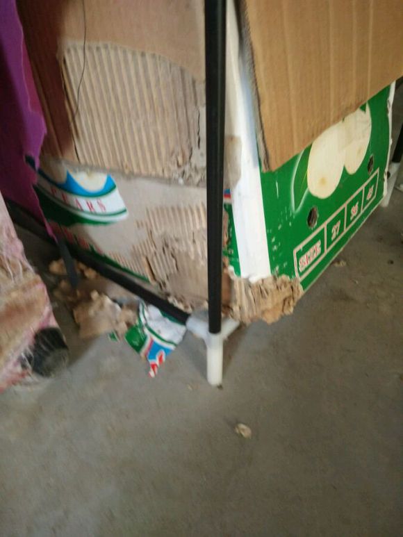 拉布拉多是个小恶魔活力四射,幼年拉布拉多智商相当于人类几岁