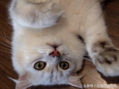 猫咪主题餐厅一览表,首家猫咪主题餐厅