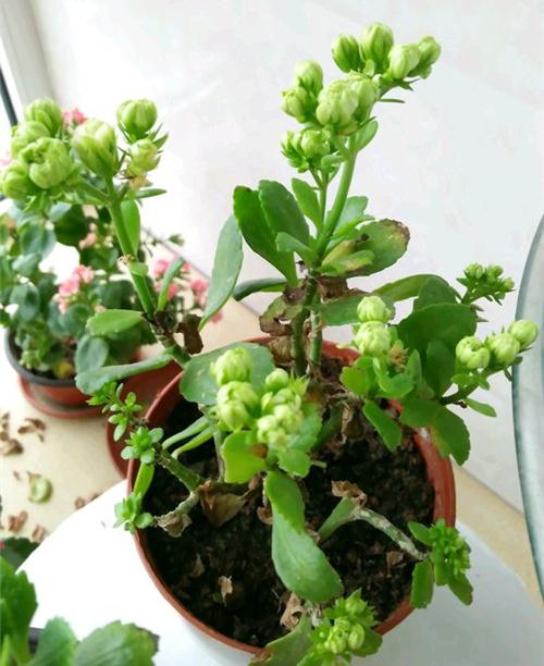 长寿花开过花了如何养能再次开花,冬季刚买的带花苞的长寿花怎样养