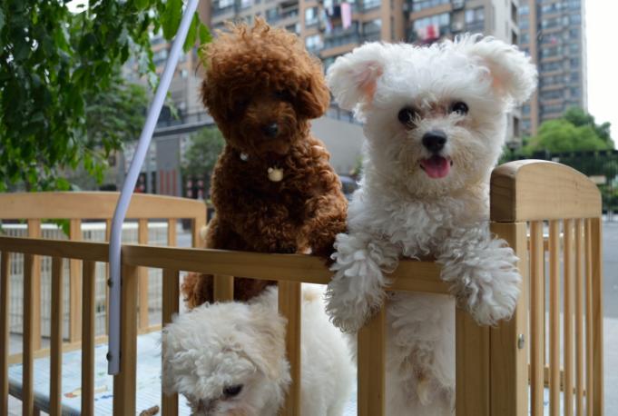 养狗之前请认真把这篇文章看完!