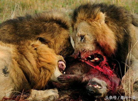 顶级原生态藏獒,盘点猛兽藏獒