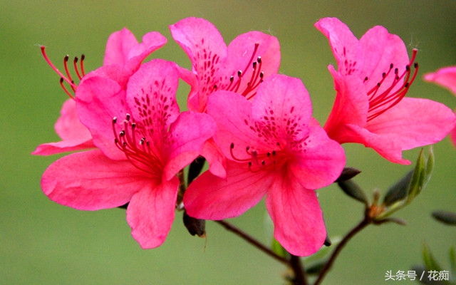 杜鹃花花朵发蔫,杜鹃花花苞未开就枯萎该怎么处理