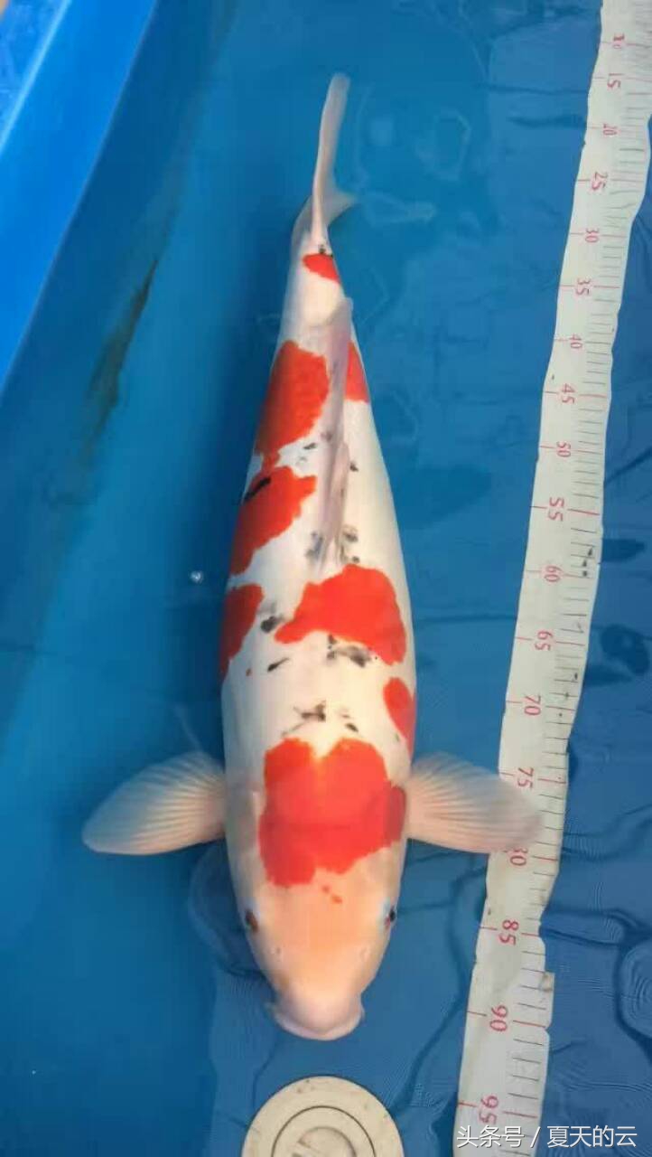 红锦鲤变黑的原因,锦鲤鳞片变黑怎么办